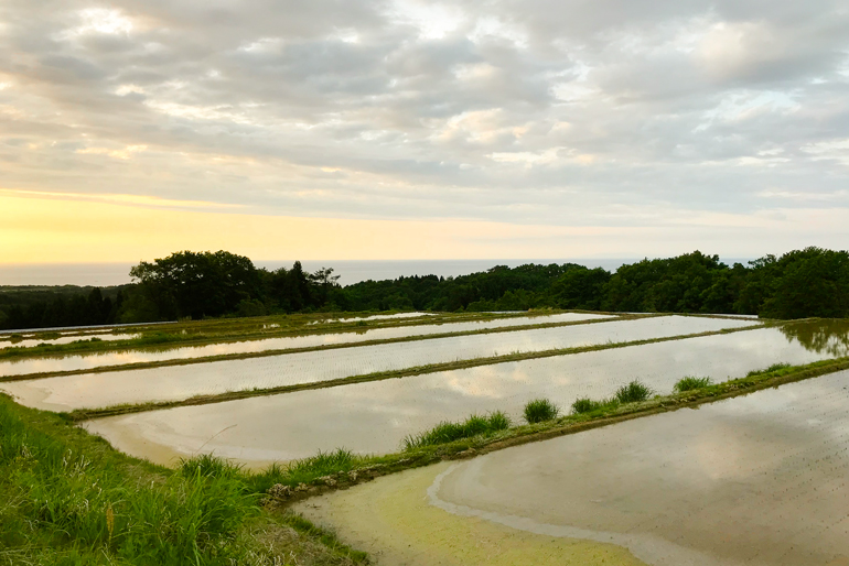 手間と労力をかけて栽培する「棚田米」