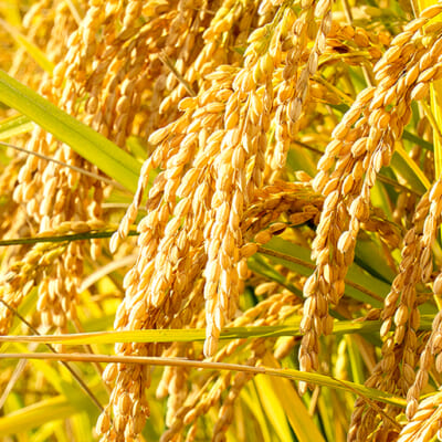 美味しさの秘密はミネラル豊富な雪解け水