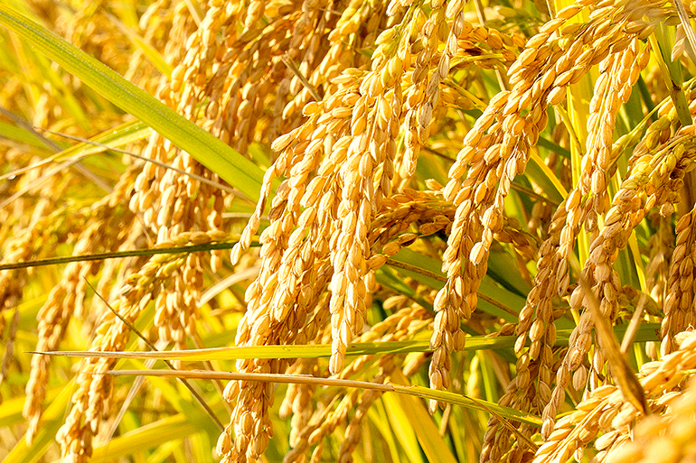 美味しさの秘密はミネラル豊富な雪解け水