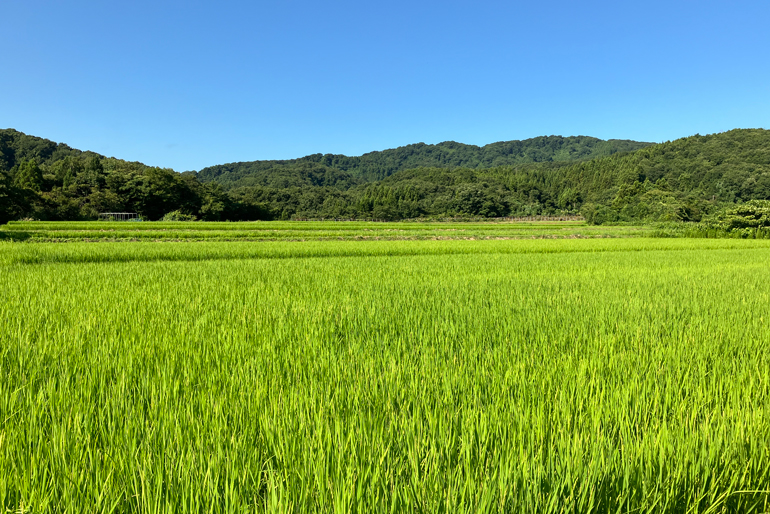 米づくりに適した粘土質な土壌が広がる「桑谷」
