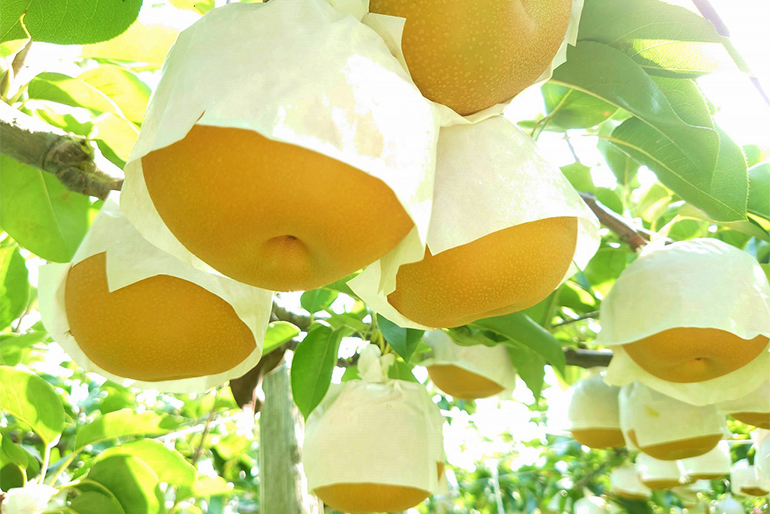美しすぎる果樹園で育まれる極上のフルーツたち