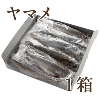 冷凍川魚 ヤマメ 1箱
