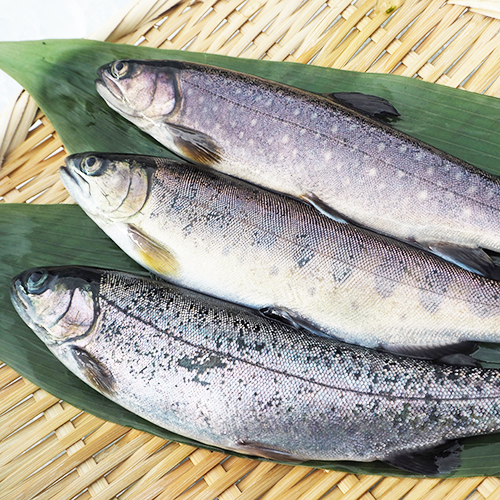 新潟産 冷凍川魚（ニジマス・イワナ・ヤマメ）