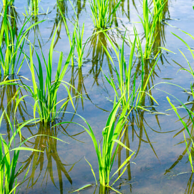 ミネラル豊富な水をたっぷり吸収するので、みずみずしいお米に育ちます