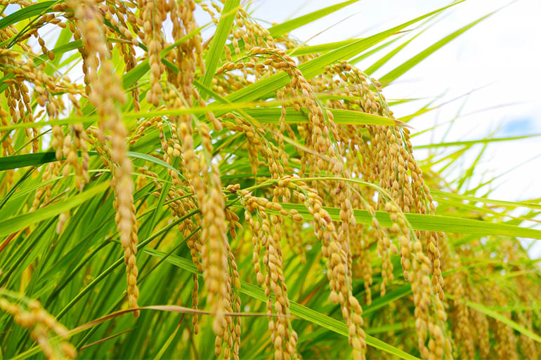 稲を丈夫に育てる水稲直播栽培