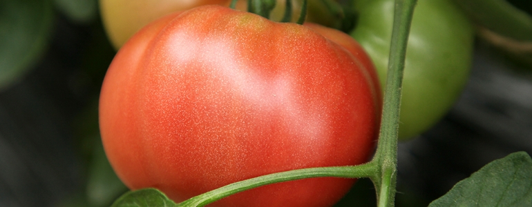 とまと購入ページ tomato.jpg