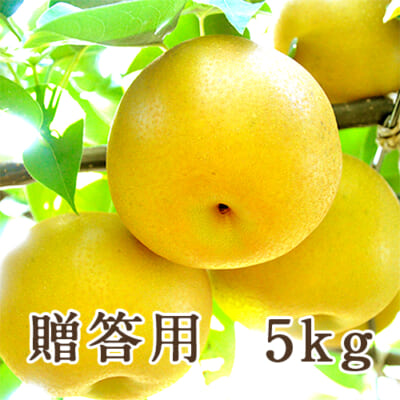 【贈答用】季節の梨詰め合わせ 5kg