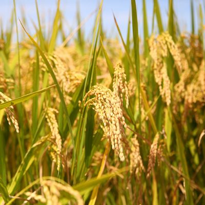 令和5年度米 新潟産コシヒカリ ギフトセット（特別栽培米）