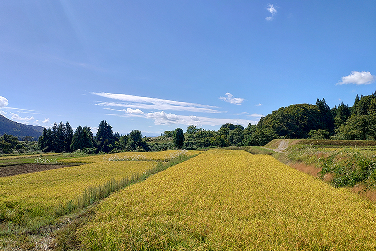 大倉地区の風土が育む豊かな旨み