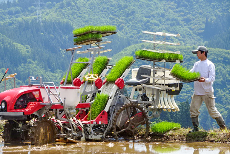 山際にある自然豊かな山里にて栽培