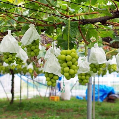 できるだけ農薬を抑え、余計な肥料を与えない