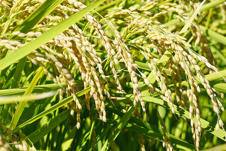環境保全に努め「特別栽培米」に取り組む