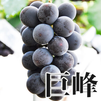 巨峰（種なし） 1.8kg