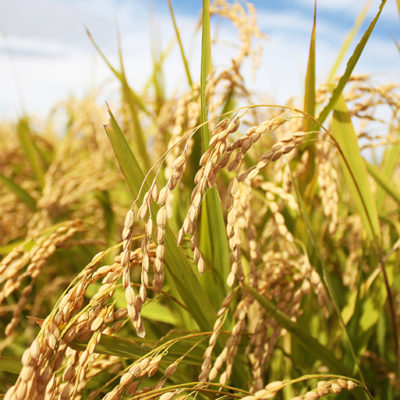微生物の力で稲の成長をサポート