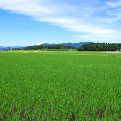 美味しさの秘密は、昼夜に生じる大きな寒暖差